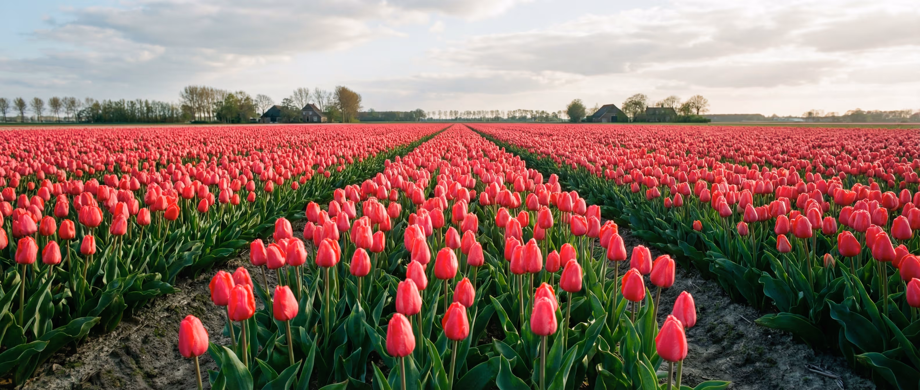 Tulip field