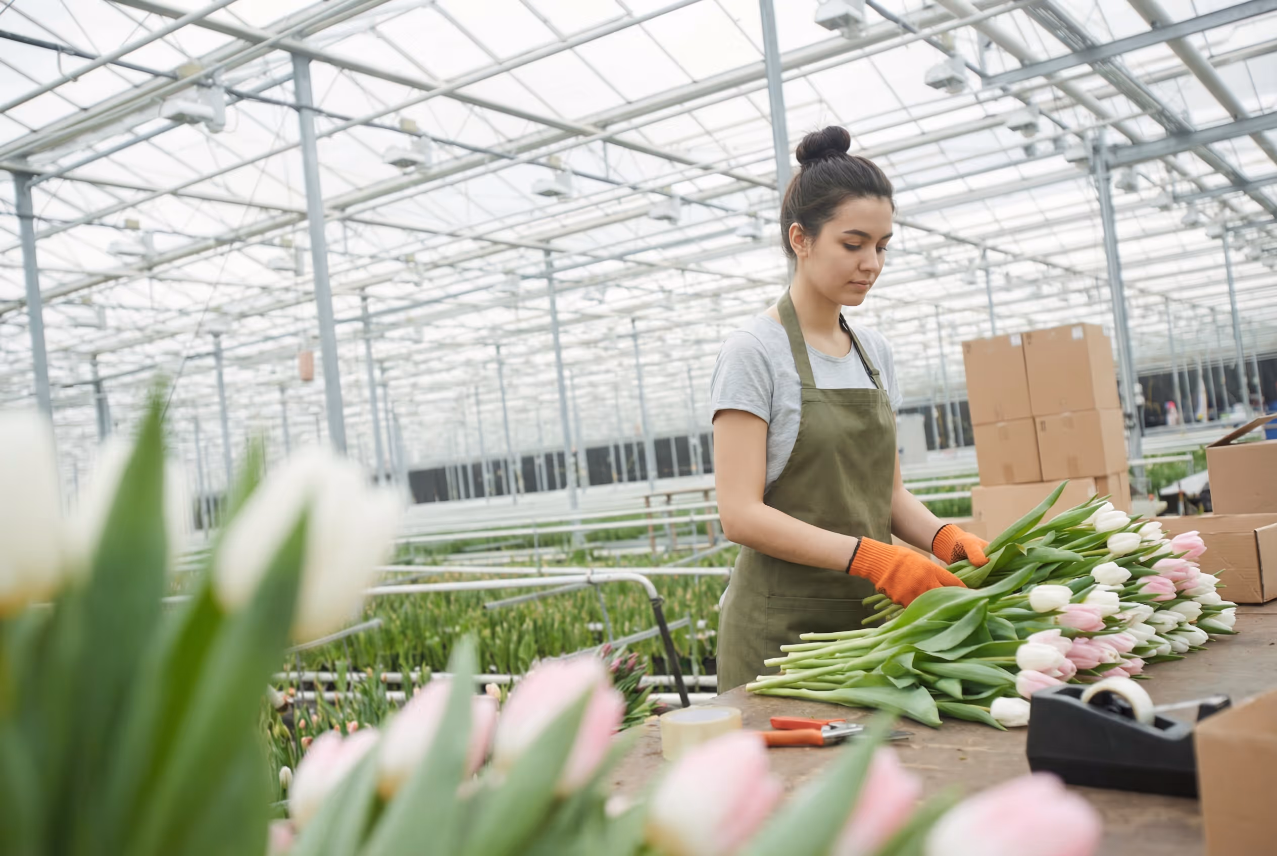 Grower tending tulips in a greenhouse